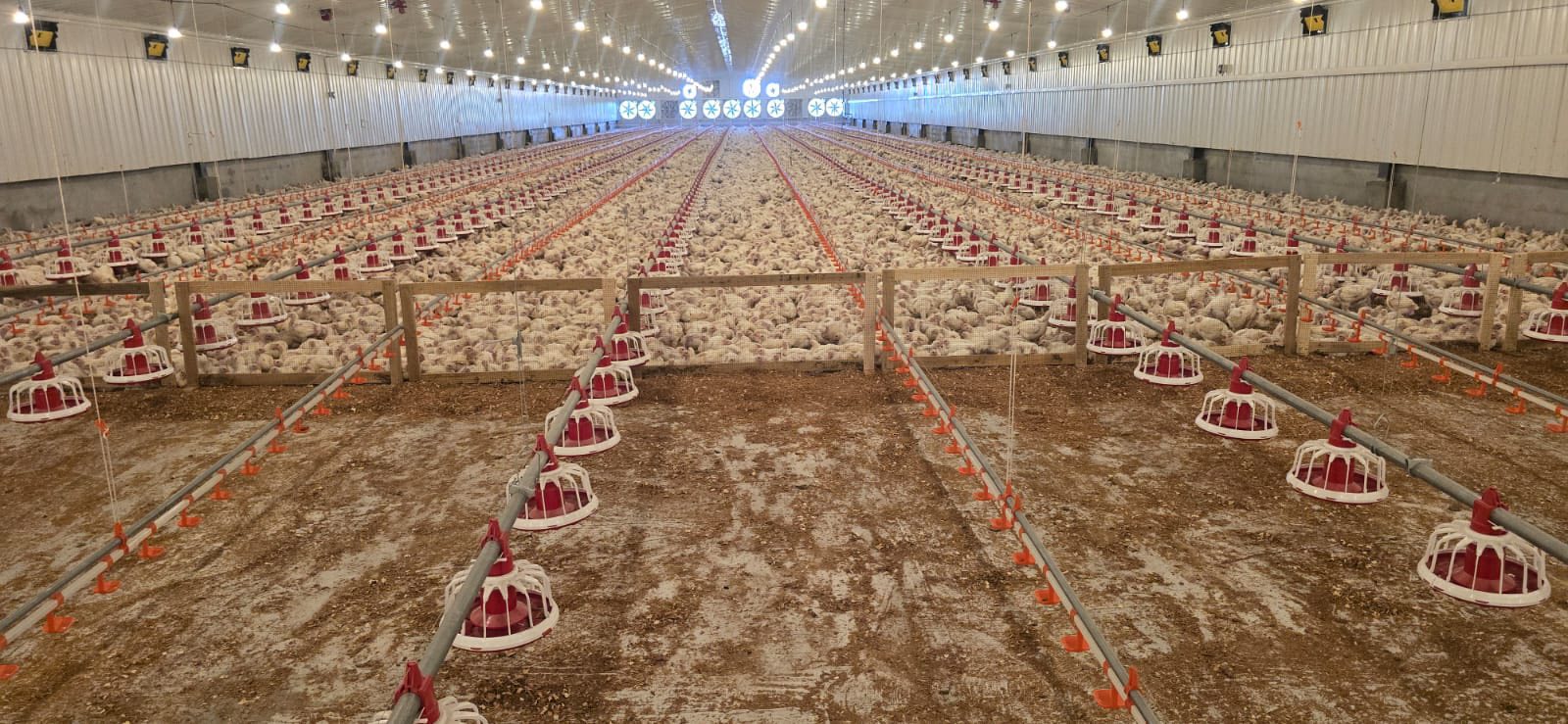 High-Tech Poultry Investments Strengthen Guyana’s Food Security Drive