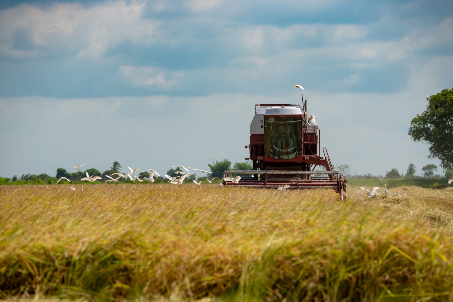 Guyana strengthens rice sector with $3B cash injection to farmers
