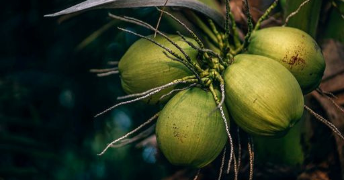 Jamaica looking to Guyana for coconut supply
