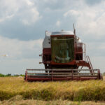 Rice harvesting in Guyana, illustrating the crop that the proposed Region Two storage hub would serve.