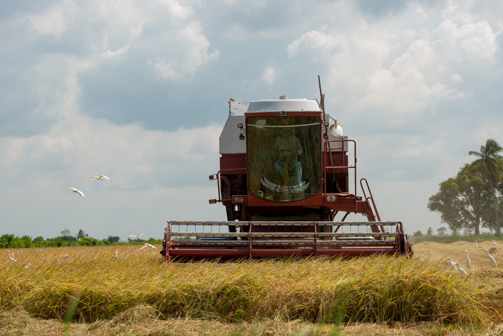 Region Two rice hub planned with 10,000 tonnes of climate-controlled storage