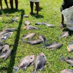 A Tambaqui harvest from Guyana's cage-fish programme at Rockstone, Region Ten.