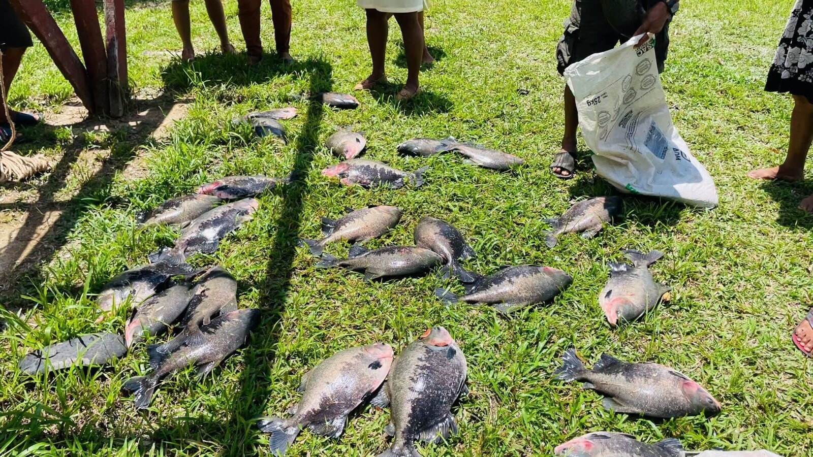 Guyana Expands Cage-Fish Programme to 43 Communities