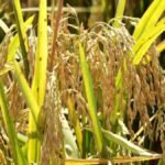 Rice field and project imagery for Guyana's Region Two storage hub.