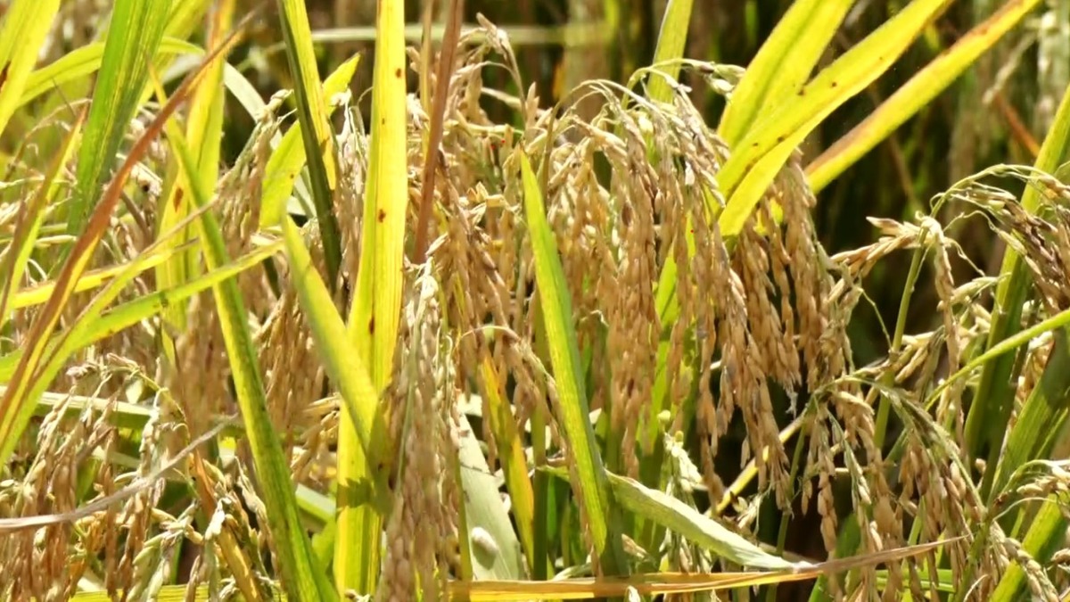 Guyana Awards G$1 Billion First Phase of Rice Storage Hub